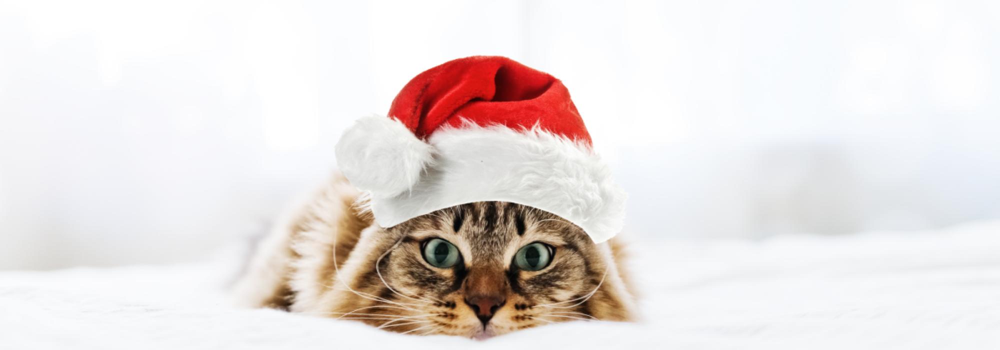 Christmas cat