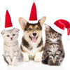christmas dogs and cats