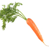 Horse Carrot