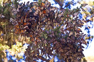 Monarch butterflies wintering on a tree in California