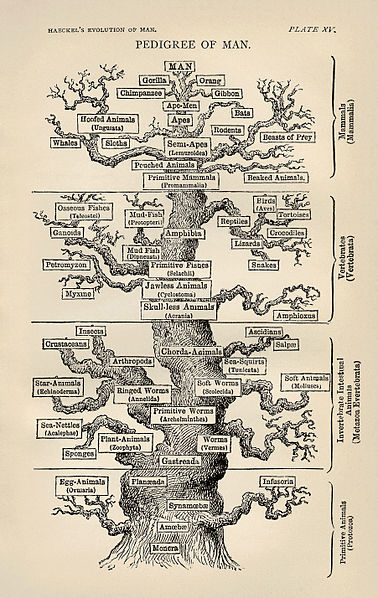 The phylogenetic tree of life as produced by Ernst Haeckel.