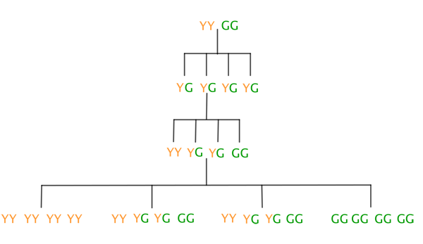 Gene distribution diagram