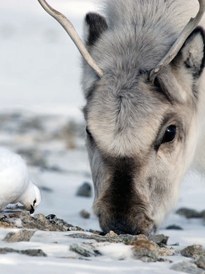 Wild Svalbard reindeer and Svalbard rock ptarmigan co-feeding on an ice-free ridge in late winter