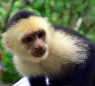 A capuchin monkey.