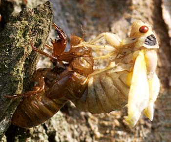 The birth of a periodical cicada