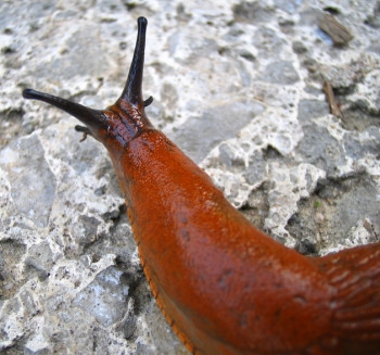A brown slug
