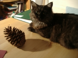 A cat and a pine cone with shadow