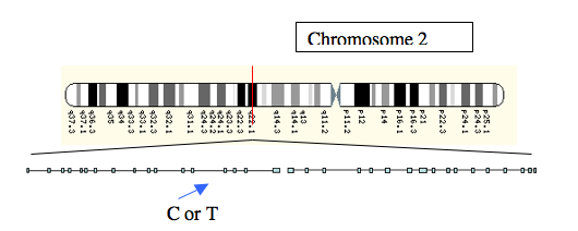Figure 2: The location of the <b>C</b> or <b>T</b> alleles, a little upstream of the lactase gene on Chromosome 2.