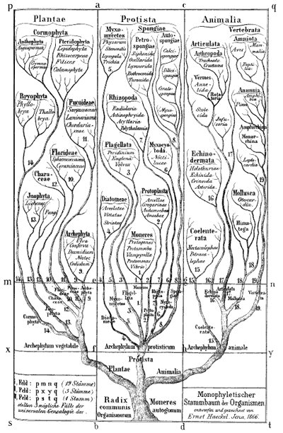 The tree of life as drawn by Ernst Haeckel..
