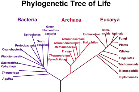 A phylogenetic tree