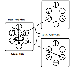 Connections in V1: Neurons interact with most other neurons within a hypercolumn. But they only interact with neurons in other hypercolumns, if the columns lie in the direction of their orientation, and if the neurons have the same preference. Image from <a href='#two'>[2]</a>, used by permission.