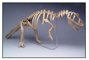<i>Allosaurus skeleton</i> made by Robert J. Lang from 16 uncut squares of Wyndstone 'Marble' paper. Size: 24 inches. Image courtesy <a href='http://www.langorigami.com'>Robert J. Lang</a>.