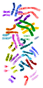 Humans have 23 pairs of chromosomes