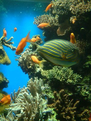 Coral reefs with their immense bio-diversity are one of the most precious 
