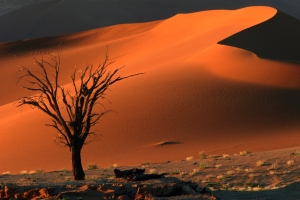A dune and a tree