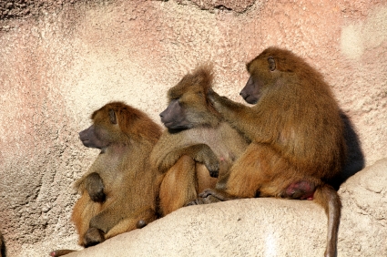 Grooming monkeys