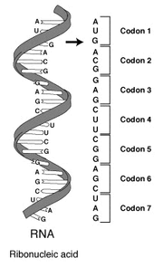 RNA to codon to protein chain