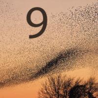 murmuration