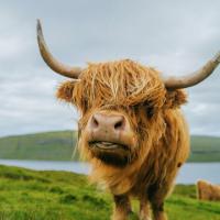 Highland Cow in need of a haircut