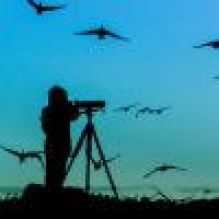 Birdwatcher silhouette icon