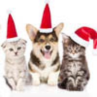 dogs in christmas hats