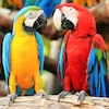 Two parrots communicating