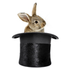 rabbit in hat