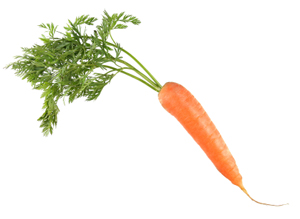 Carrot