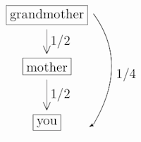 How related are you to your grandmother?