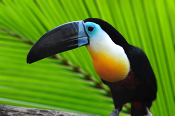 Tucan