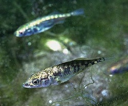 Stickleback fish