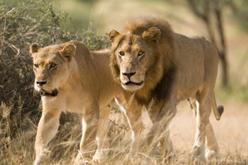 Pair of lions