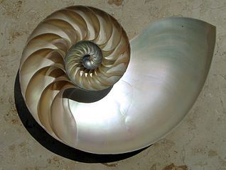 Nautilus shell