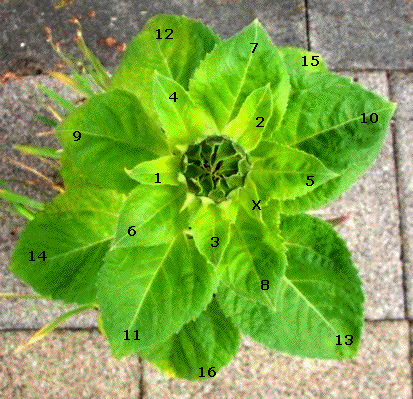 The leaves of the plant appear exactly 0.618 of a clockwise turn from the previous leaf.