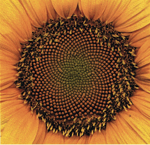 Sunflower seed head
