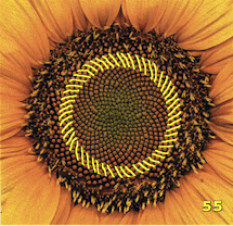 Sunflower seed head with 55 left spirals