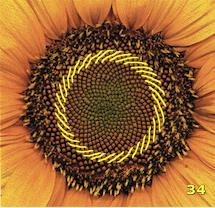 Sunflower seed head with 34 right spirals