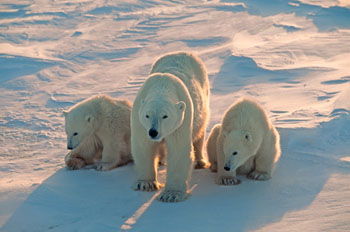 Polar bears