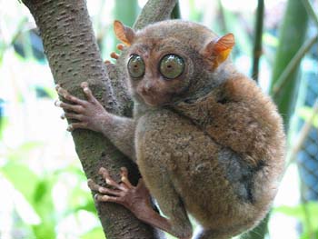 Tarsier