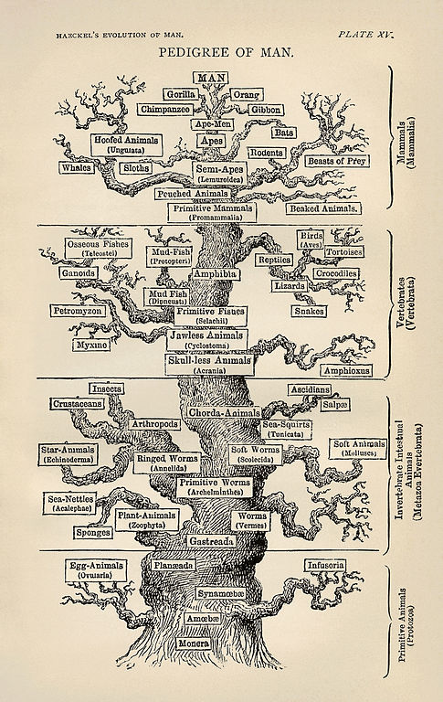 Haeckel's tree