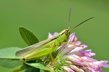 Grasshopper