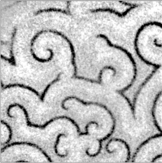 Spiral waves in dictyosteliumn