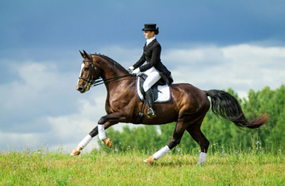 Dressage horse