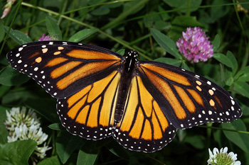 A monarch butterfly