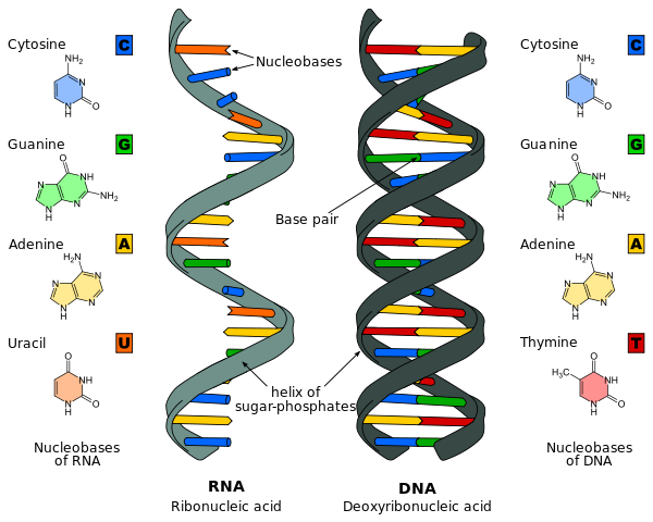 DNA and RNA