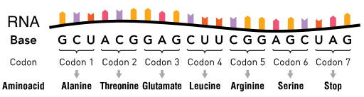 DNA and RNA