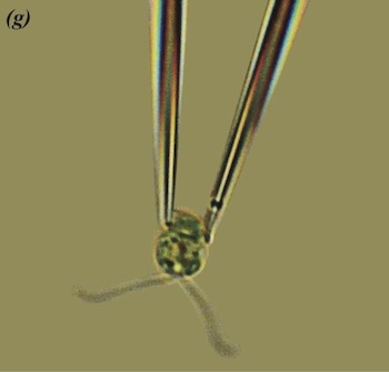Chlamydomonas on a pipette