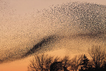 Starlings