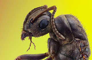 Ant portrait