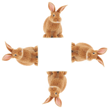 Rabbits